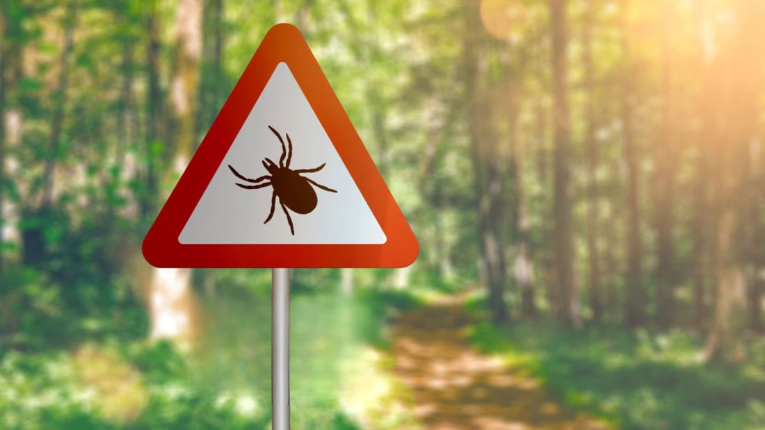 Warning sign for tick bites in wooded area, dangerous ticks.